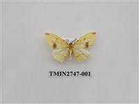 藏品(尺蛾309)的圖片